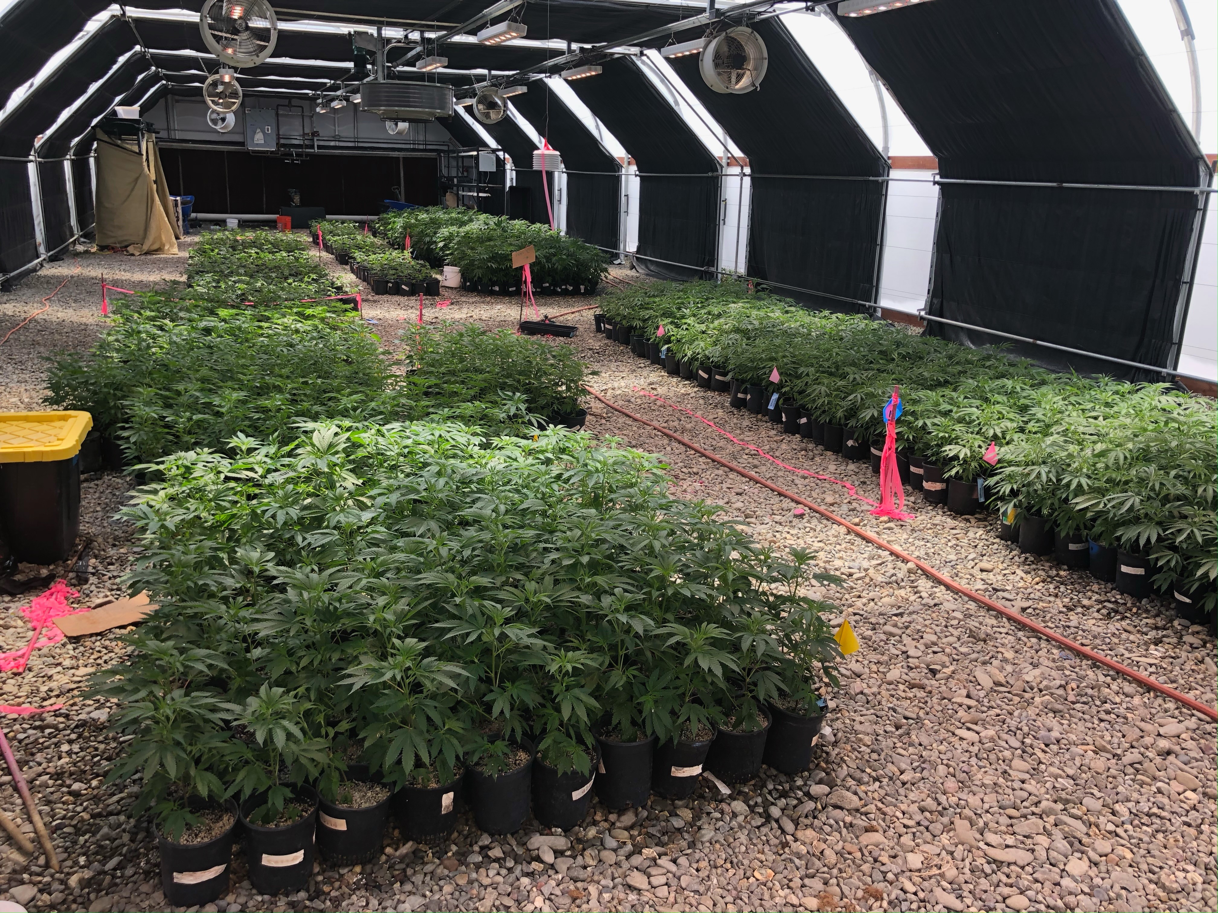 NCCA Commitment to Quality - Mature Cannabis Greenhouse
