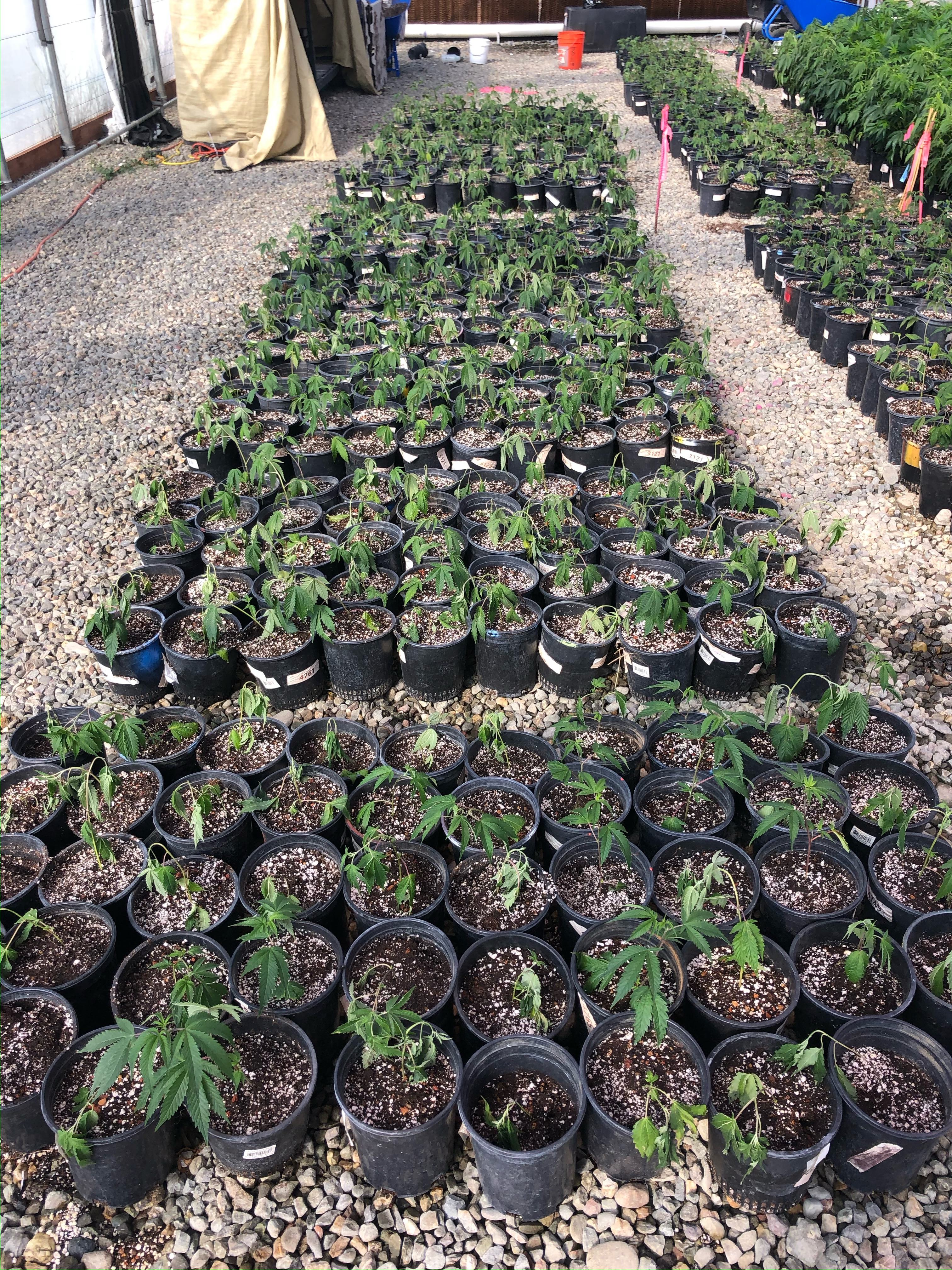 NCCA Foundational Work - Young Cannabis Plants